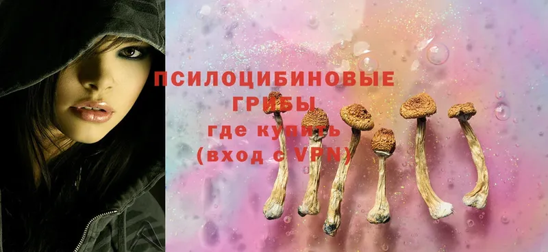 купить   kraken ССЫЛКА  Псилоцибиновые грибы Magic Shrooms  Щёкино 